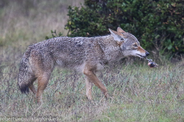 jasper ridge - coyote